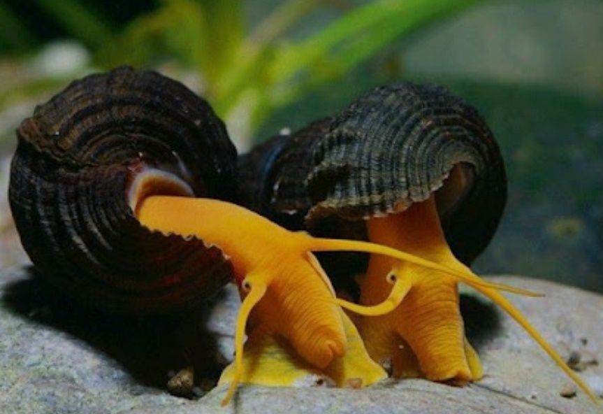 Равлик Тіломеланія Rabbit Snail