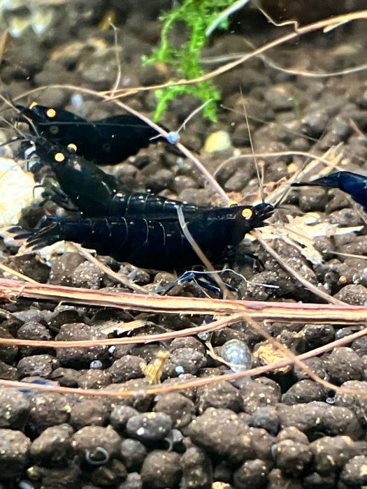 Krewetka Black Devil