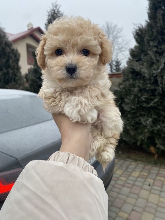 Найкращі цуцики на подарунок мальтипу