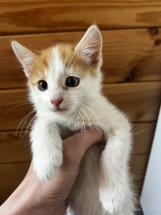 Віддам котенят в добрі руки