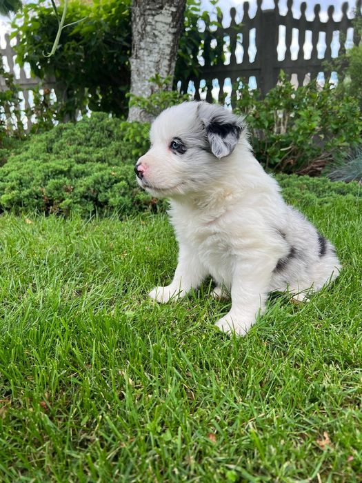 Szczeniak Bolder Collie