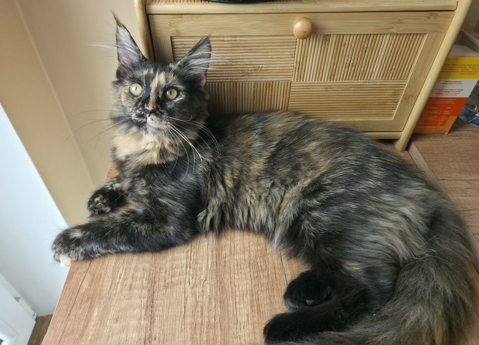 Gotowa do odbioru Kotka Maine Coon, FPL rodowód