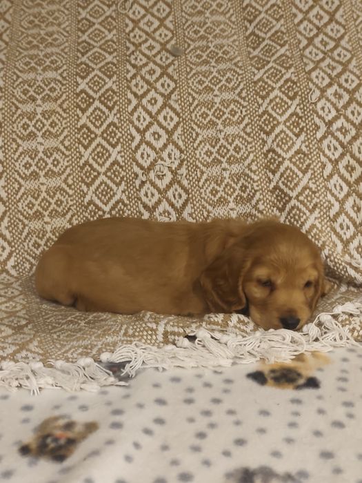 Menino Cocker fofinho