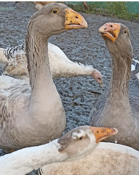 Gęś bojowa tulska, tuluska