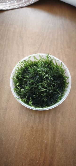 Musgo de Java  para aquário (Vesicularia sp.)