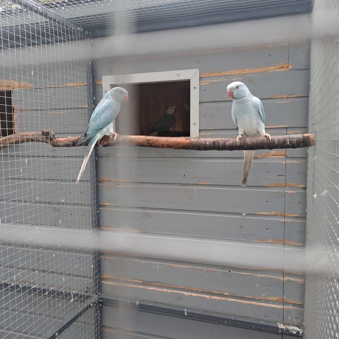 Aleksandretta Aleksandretty