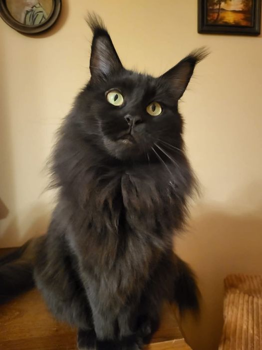 Kocurek rasy Maine Coon z prawdziwym rodowodem