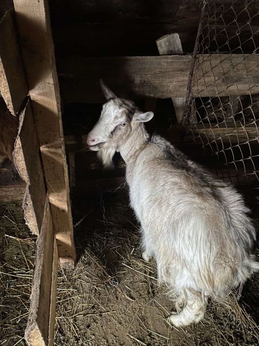 Продам молоді кози