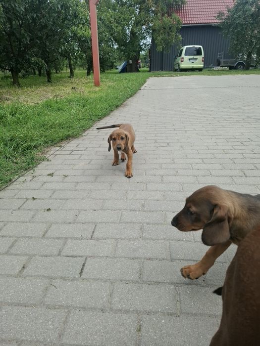 Za darmoPosokowiec bawarski