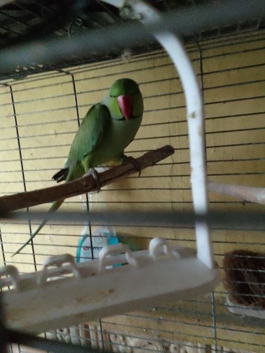 Para Aleksandrett Obrożnych 2019r - 2020r na obrączkach stałych