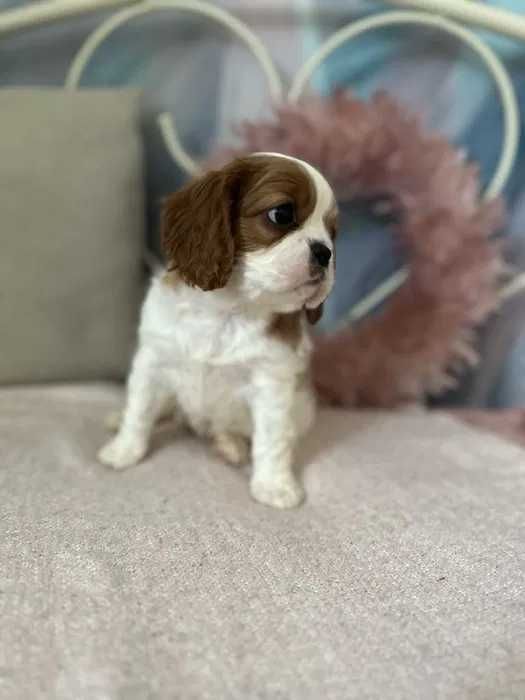 Cavalier King Charles