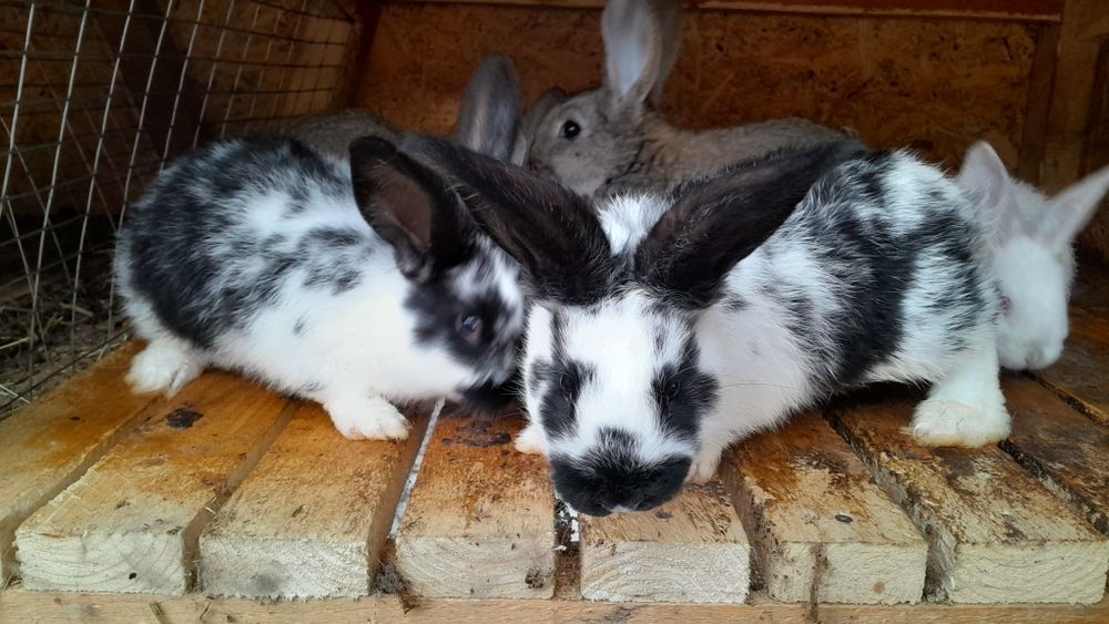 Продам крольчат ,дата народження  31.10.25 р.,01.11.25 р., 09.11.25 р.