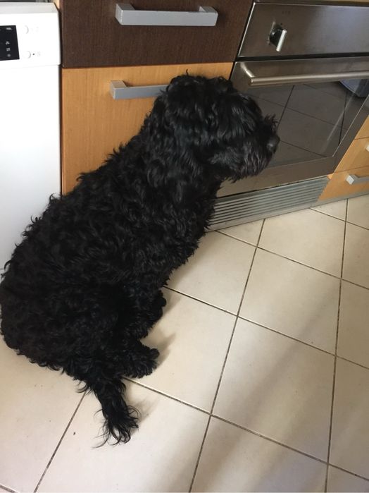 Cao de água português femea