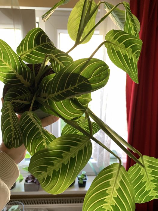 Maranta lemon lime i tricolor