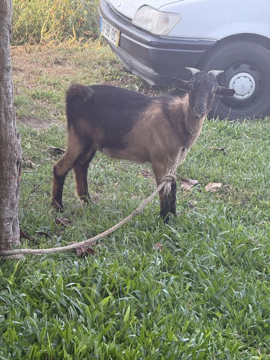 Vendo casal de cabras
