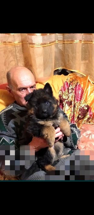 Элитные щенки от роскошных немцев.