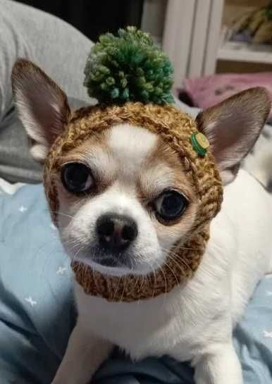 шапка на собаку мелкой породы чихуахуа йорк шпиц крысарик той терьер