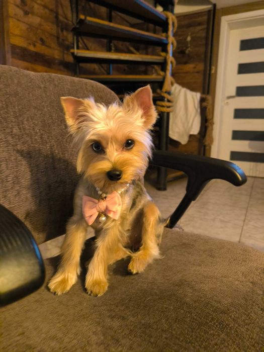 Wesoły piesek Yorkshire terrier czarny podpalany