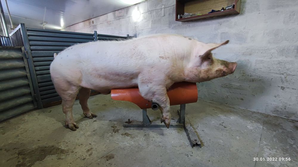 Спермадози від хряків Велика Біла,Ландрас,Пьетрен,Maxter304,Дюрок.