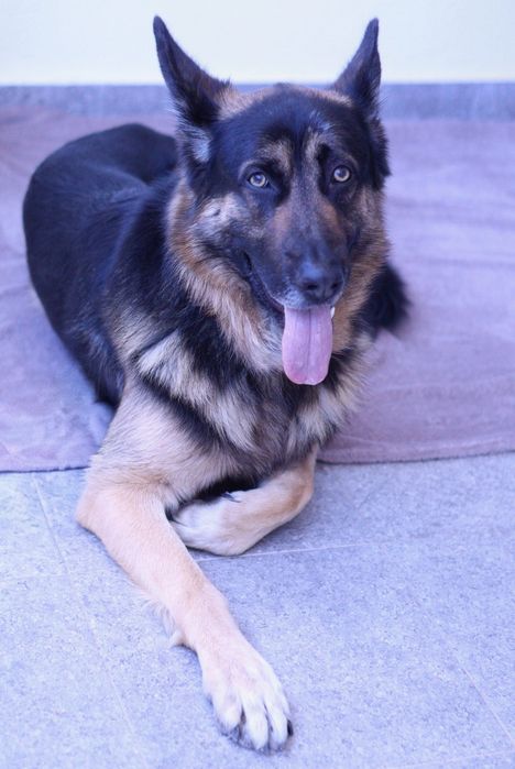 Tomo conta de cães. Pet Sitting, creche, transportes, etc.