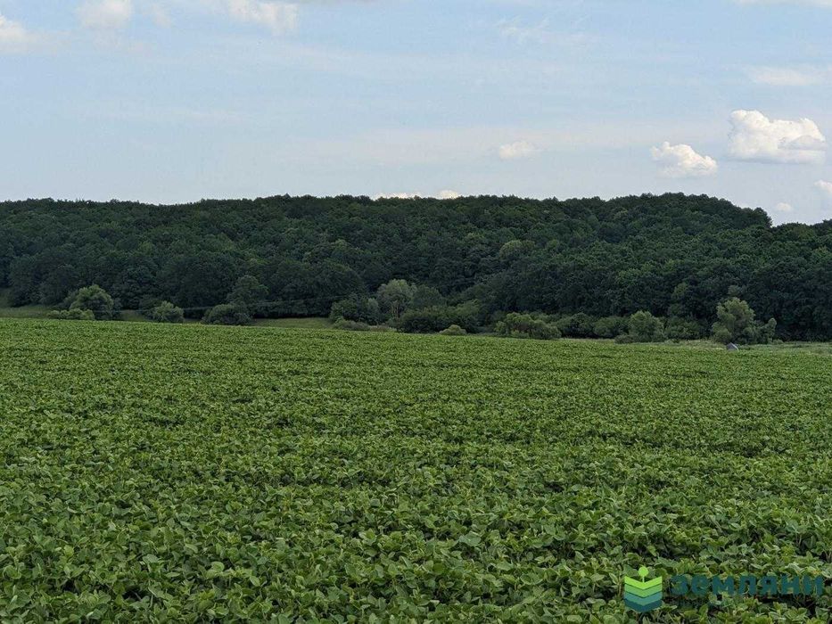 Земля 13 соток в с.Колодіївка,урочище "Нива" під будівництво (5)