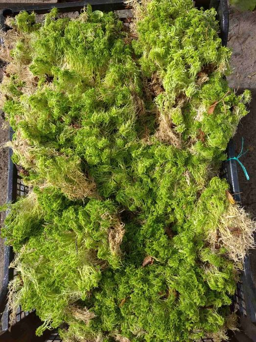 свіжий та сухий мох сфагнум