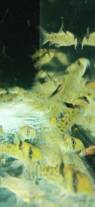 Corydoras Kirysek CW 115, Kirys CW 115