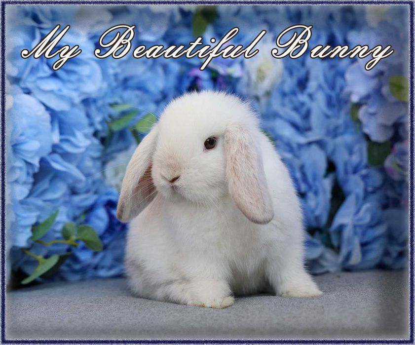 Piękny Królik Mini Lop - Rhon