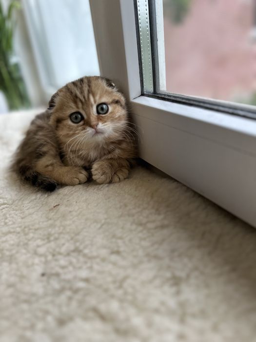 Шотландські кошенята
