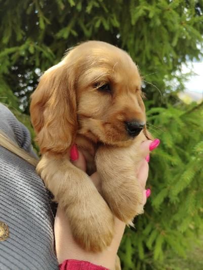 Suczka Cocker Spaniel