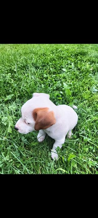 Jack russell terrier suczka nr.1 Stary Sącz