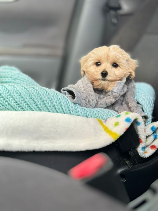 Гарненькі дівчатка і хлопчики малюки фантастичні Мальтіпу