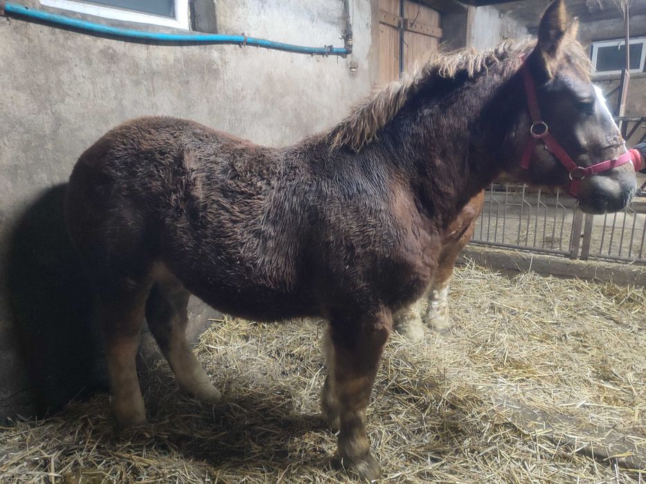 Sprzedam źrebówkę PKZ