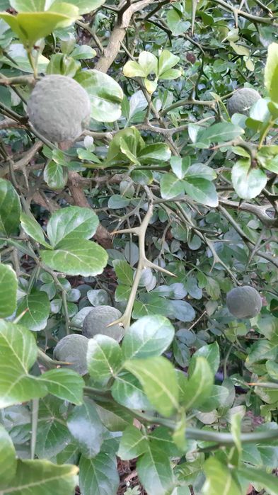 Citrinos trifoliate-orange