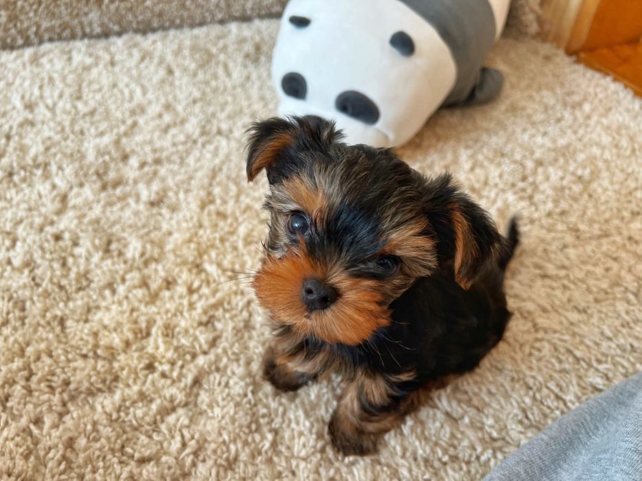 Найкращі йорки у нас! бейбі фейс і платина