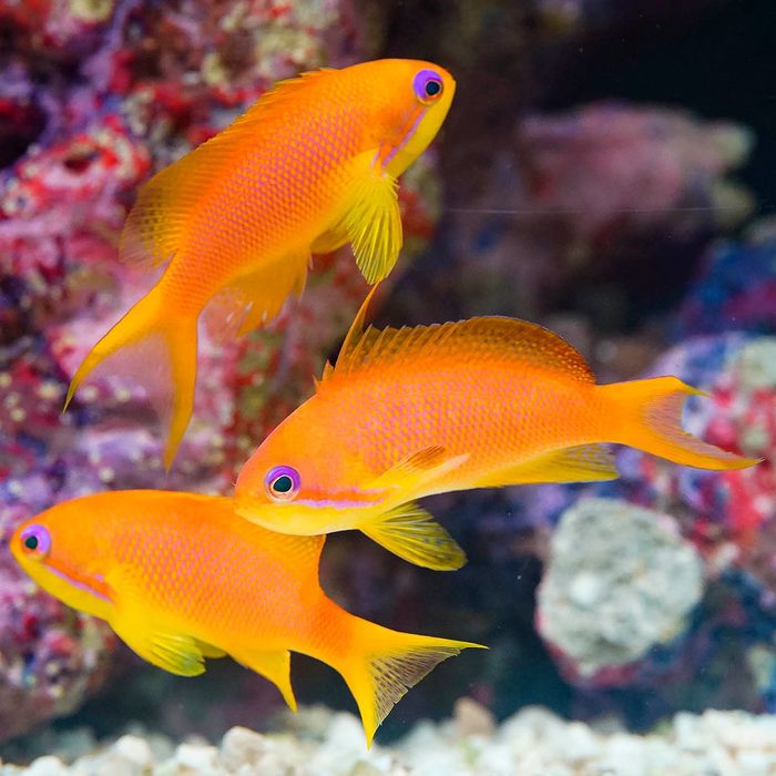 Pseudanthias squamipinnis M Akwarystyka morska