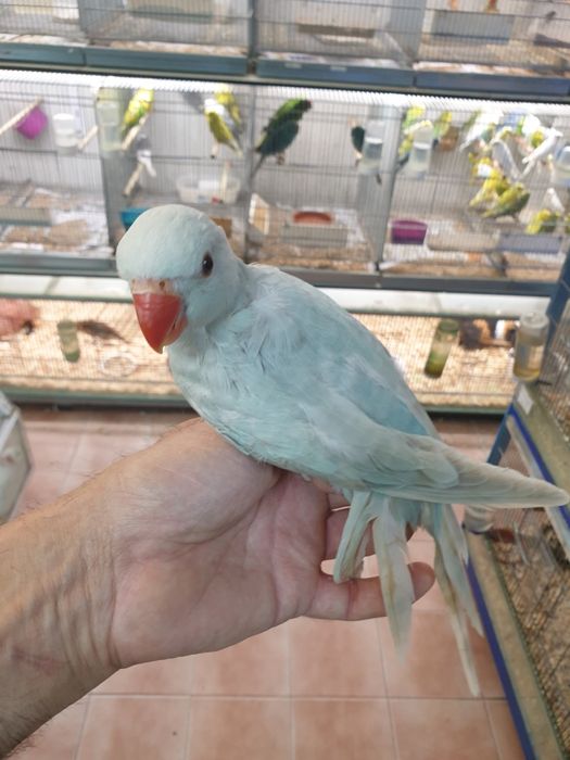 Ring Neck demosticados