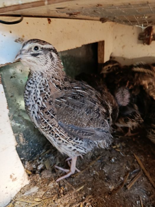 Przepiórki japońskie Faraon koguty  Brojler 7tyg.