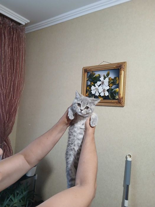 Британский прямоухий мальчик