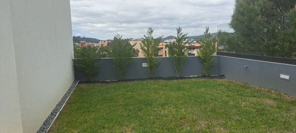 5x Cedros Leyland 1.5M/1.75M