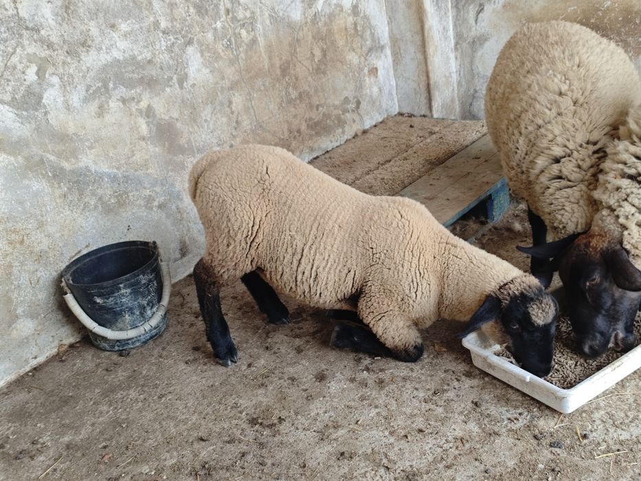 Macho Suffolk cruzado