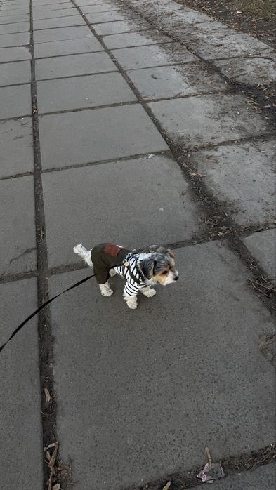 Бівер йорк вʼязка
