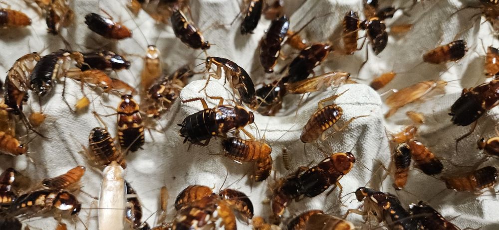 DUŻE Karaczany Tureckie 2-3cm 1000 szt | Gekon, Agama, scynk, kameleon | CrickRoach