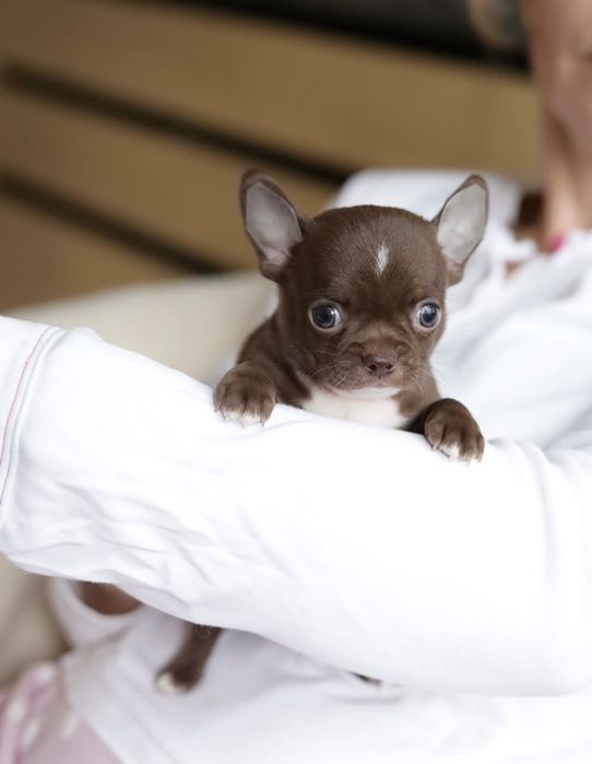 Chihuahua FCI chłopak