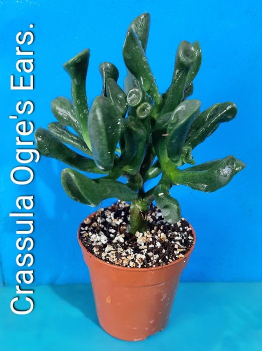 Редкие, коллекционные сорта крассул.