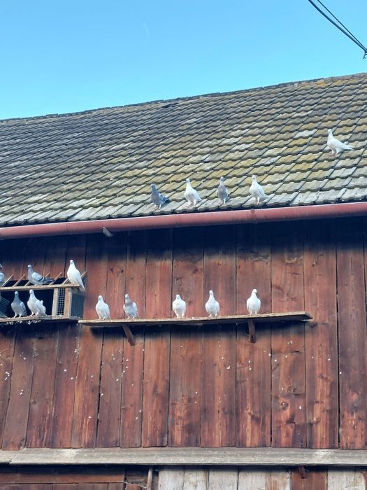 Gołębie pocztowe różne