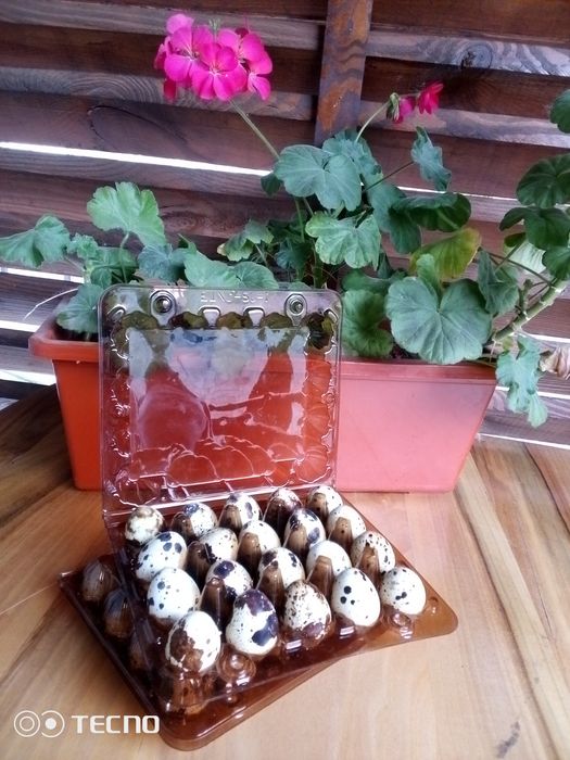 Перепелині яйця .