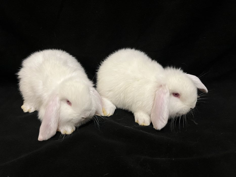 Króliki barany francuskie białe