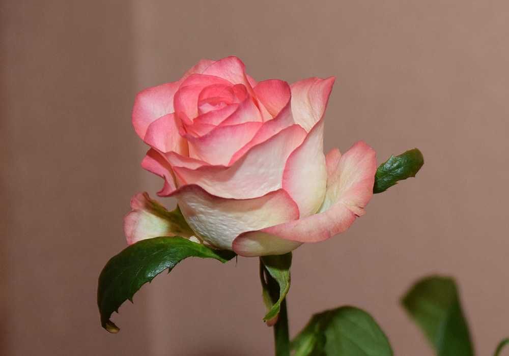 Nikon Sigma 17-50 mm f/2.8 DC EX HSM OS (із стабілізатором)