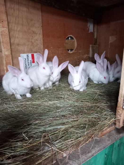 Króliki Termondzki Bialy
